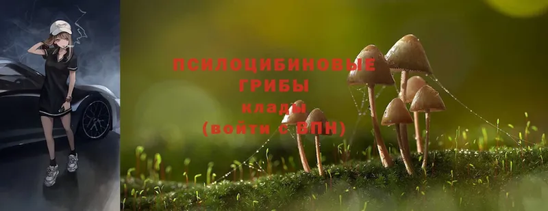 купить закладку  omg   Псилоцибиновые грибы Cubensis  Алагир 